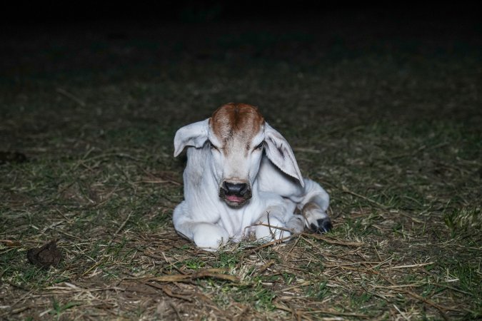 Calf in field at slaughterhouse