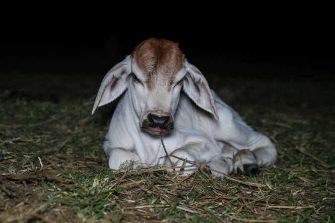 Calf in field at slaughterhouse