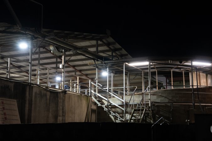 Covered holding pens and race at slaughterhouse