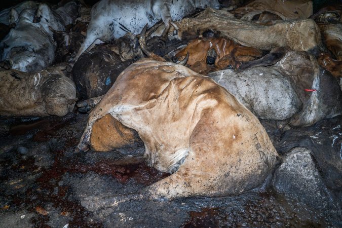 Dead pile of cows outside slaughterhouse