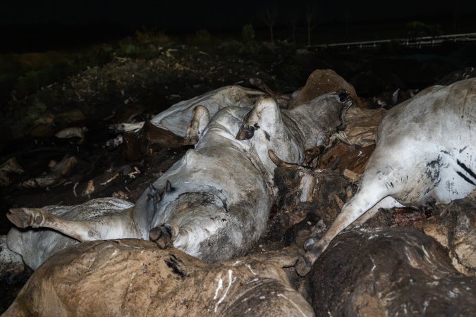 Dead pile of cows outside slaughterhouse