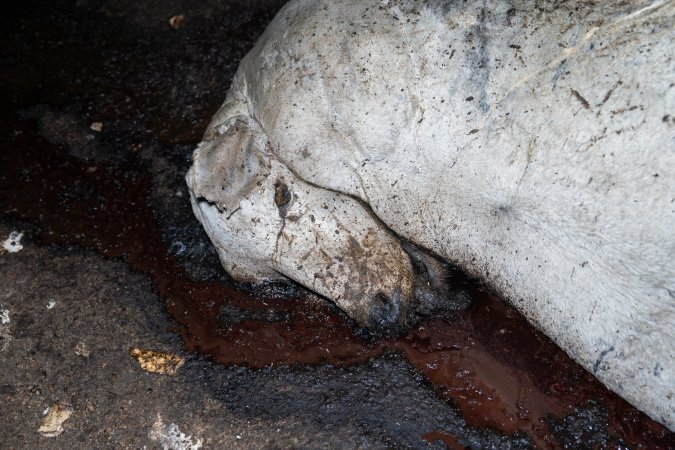 Dead pile of cows outside slaughterhouse