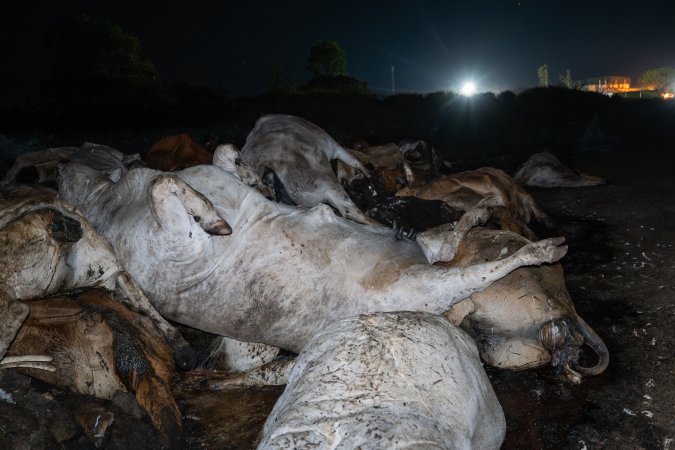 Dead pile of cows outside slaughterhouse