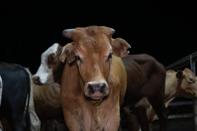 Cows in outdoor holding pens