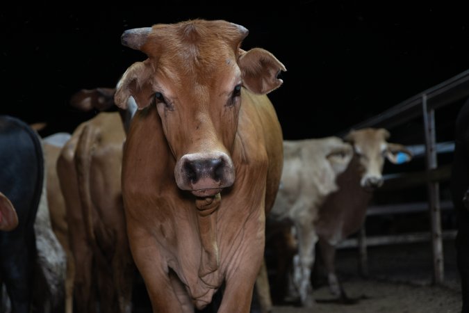 Cows in outdoor holding pens