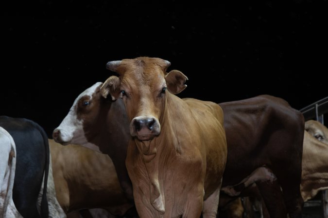 Cows in outdoor holding pens