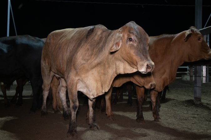 Cows in outdoor holding pens