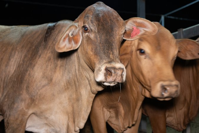 Cows in outdoor holding pens