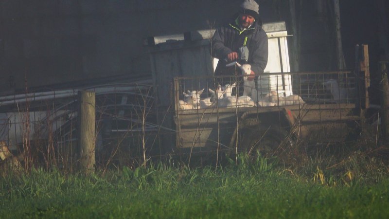 Baby goats shot with bolt gun at major goat dairy farm