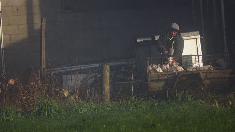 Baby goats shot with bolt gun at major goat dairy farm