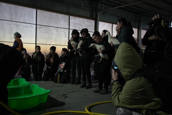 Protest at Luv-A-Duck slaughterhouse