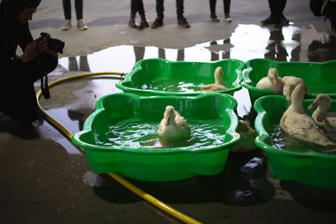 Protest at Luv-A-Duck slaughterhouse