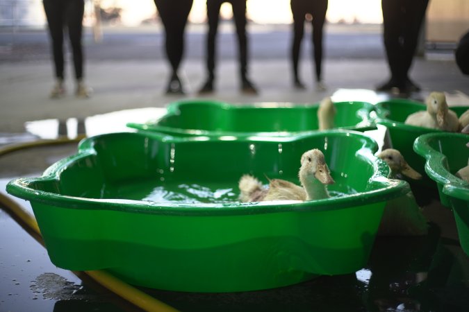 Protest at Luv-A-Duck slaughterhouse