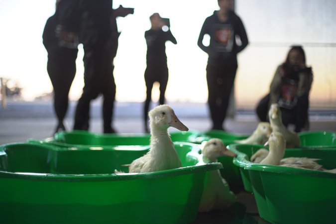 Protest at Luv-A-Duck slaughterhouse