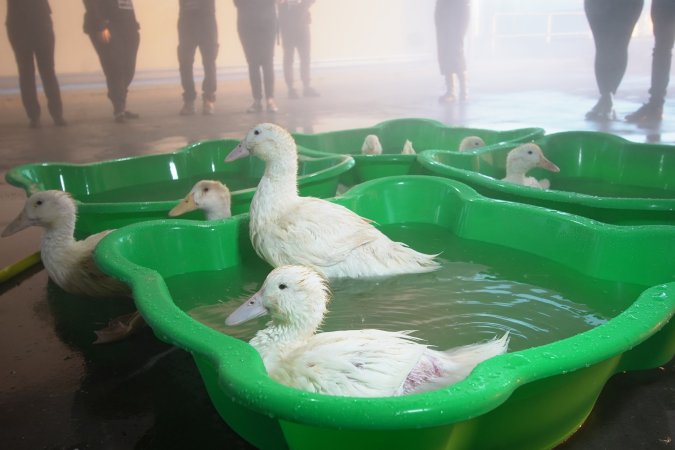 Protest at Luv-A-Duck slaughterhouse