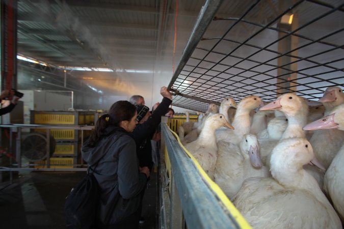 Protest at Luv-A-Duck slaughterhouse