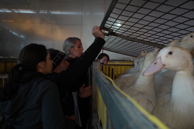 Protest at Luv-A-Duck slaughterhouse