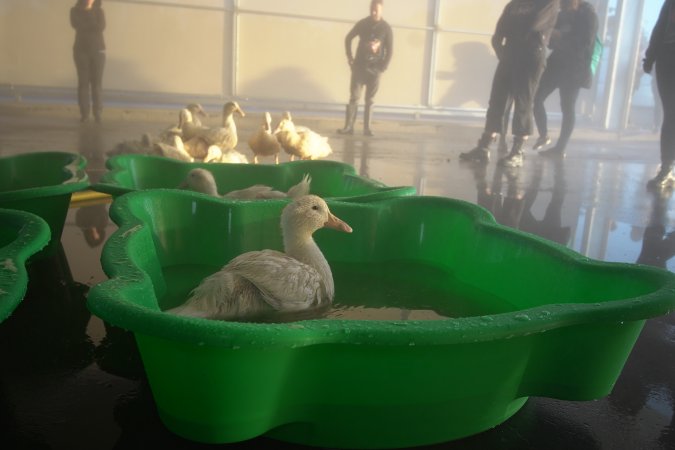 Protest at Luv-A-Duck slaughterhouse