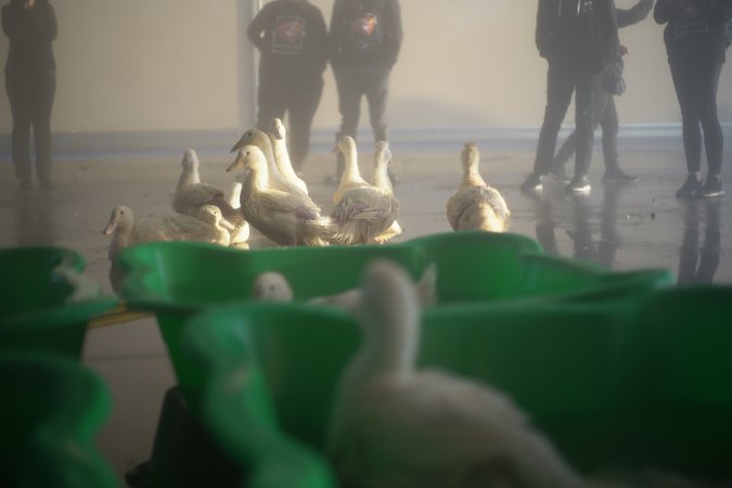 Protest at Luv-A-Duck slaughterhouse