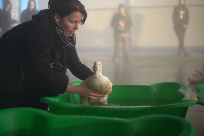 Protest at Luv-A-Duck slaughterhouse