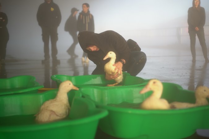 Protest at Luv-A-Duck slaughterhouse