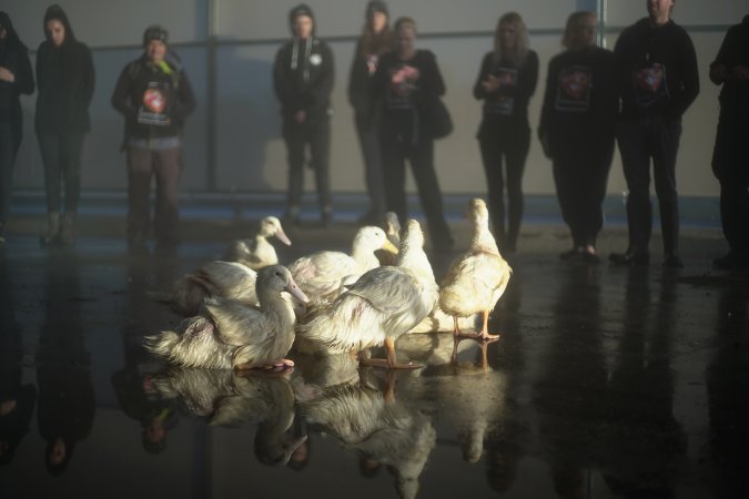 Protest at Luv-A-Duck slaughterhouse