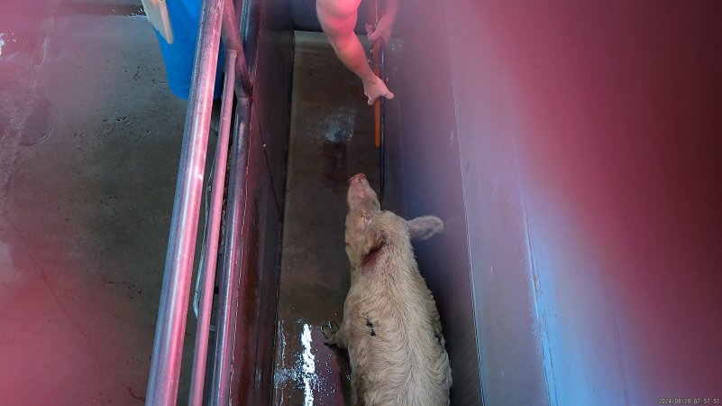 Large pig shot with a rifle in the knockbox