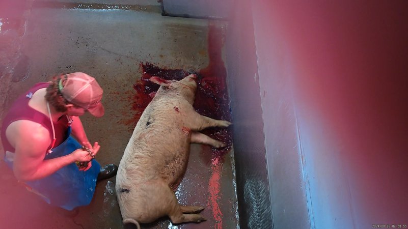 Large pig lying in a pool of their own blood