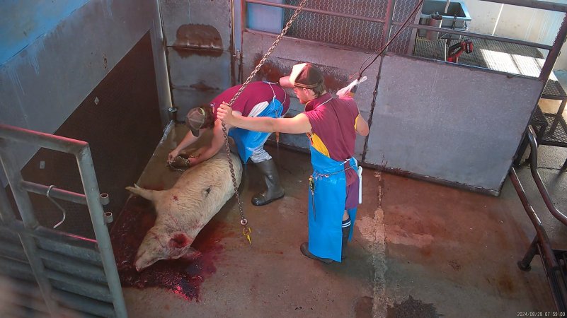 Pig being hoisted to shackle line