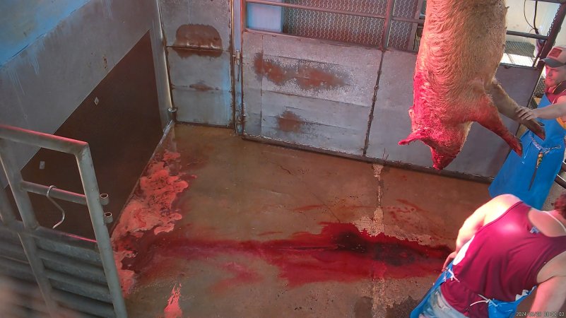 Hoisted pig bleeds onto floor