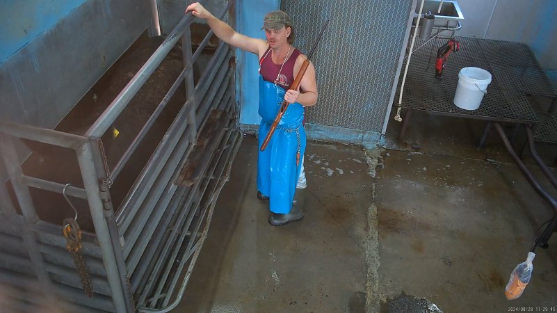 Worker prepares to shoot cow in the knockbox