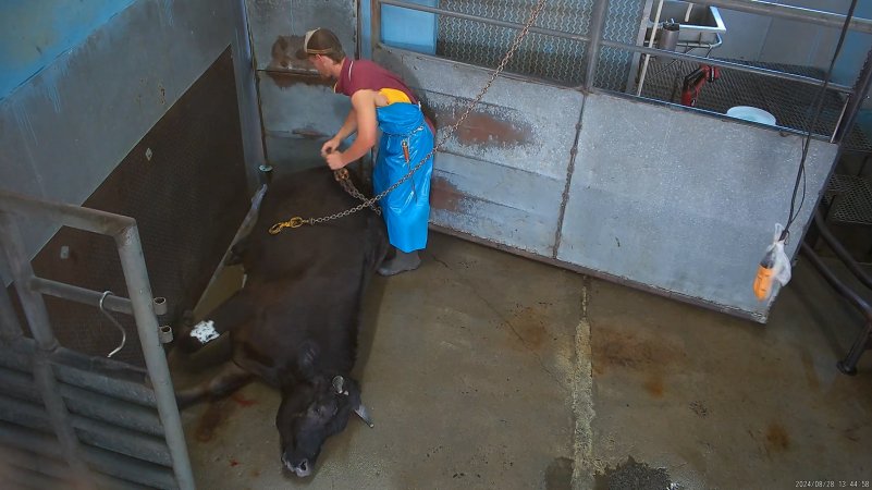 Cow being hoisted to shackle line