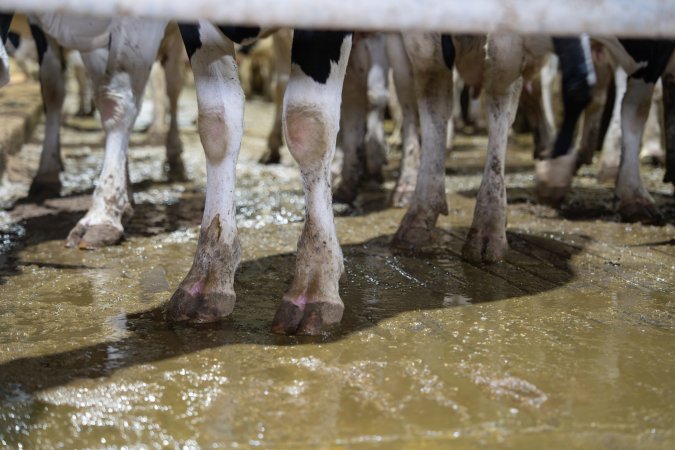 Cows standing on muddy, wet, concrete floors