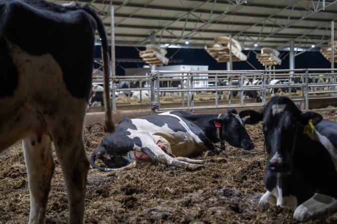 Maternity shed at dairy factory farm