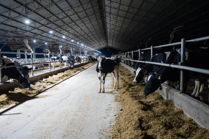 Cow in aisle of zero graze shed