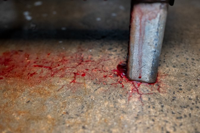Blood on slaughterhouse kill room floor