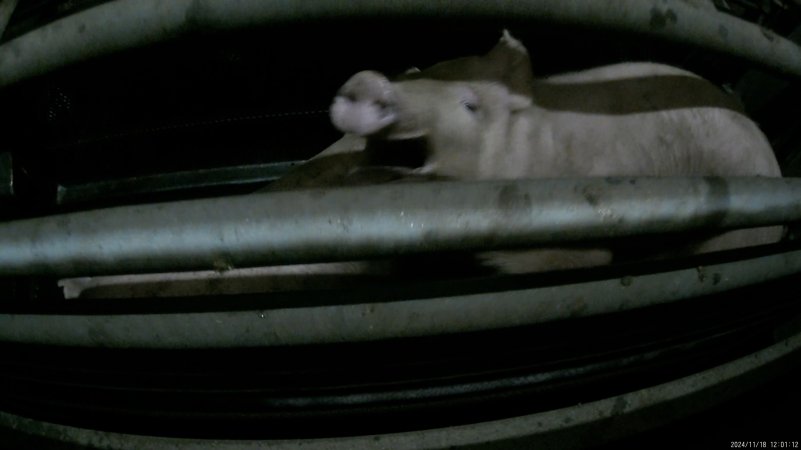 Pigs gasping for air in carbon dioxide gas chamber