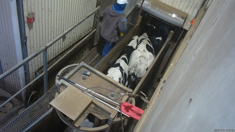 Dairy cows or steers in race leading to knockbox