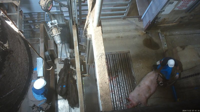 Calves in knockbox, sow on kill floor
