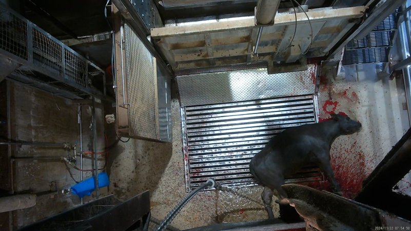 Cow on metal grate, tipped out of knockbox