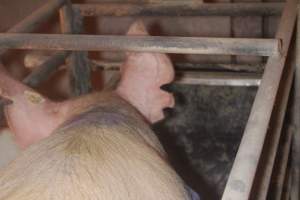 Farrowing Crates at Balpool Station Piggery NSW - Back of sow's head with visibly notched ears - Captured at Balpool Station Piggery, Niemur NSW Australia.