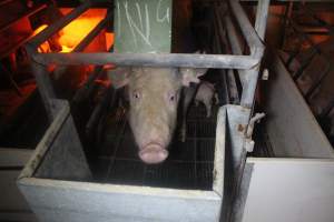 Farrowing Crates at Balpool Station Piggery NSW - Face of sow looking out from farrowing crate - Captured at Balpool Station Piggery, Niemur NSW Australia.