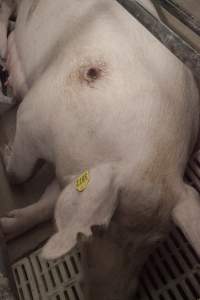Pressure sore on sow - Australian pig farming - Captured at Lansdowne Piggery, Kikiamah NSW Australia.