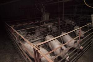 Grower/finisher pigs - Australian pig farming - Captured at Lansdowne Piggery, Kikiamah NSW Australia.