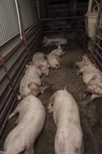 Grower/finisher pigs - Australian pig farming - Captured at Lansdowne Piggery, Kikiamah NSW Australia.