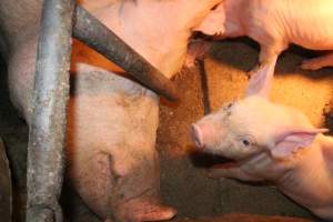 Piglet with mother - Australian pig farming - Captured at Strathvean Piggery, Tarcutta NSW Australia.