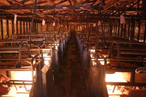 Looking down aisle of farrowing shed - Australian pig farming - Captured at Strathvean Piggery, Tarcutta NSW Australia.