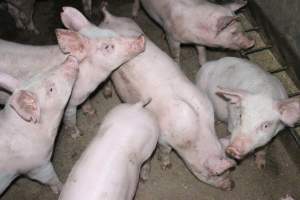 Weaner piglets - Australian pig farming - Captured at Strathvean Piggery, Tarcutta NSW Australia.