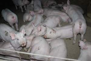 Grower pigs - Australian pig farming - Captured at Strathvean Piggery, Tarcutta NSW Australia.