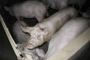 Australian pig farming - Captured at Strathvean Piggery, Tarcutta NSW Australia.